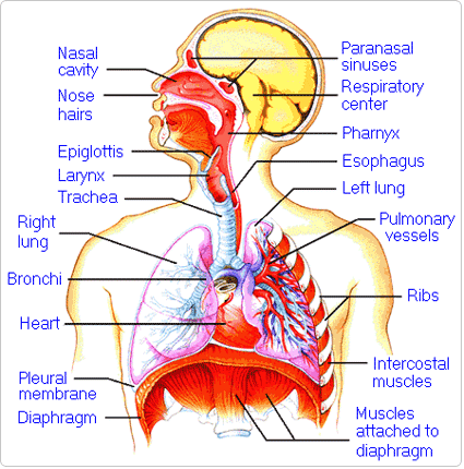 Chronic Cough